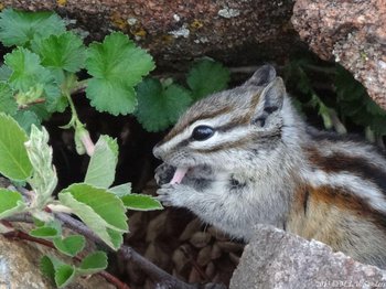 A least chipmunk feasting on the buds and flowers and of a currant bush, RMNP.