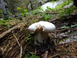 RMNP, Another mushroom we saw on the way to Spruce Lake is this white one, with a bite taken out of it.