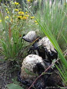 RMNP, On a stroll around Lily Lake we saw these three large mushrooms hiding behind the grass.