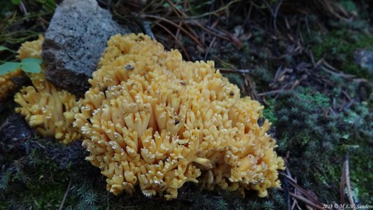 RMNP, This yellow thing is probably a fungus, but we aren't sure.