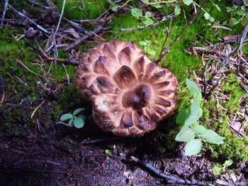 RMNP, We have no idea what this brown thing is. Mushroom?