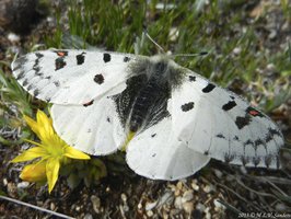 Rocky Mountain Parnassian butterfly covers a yellow stonecrop flower on Trail Ridge in Rocky Mountain National Park