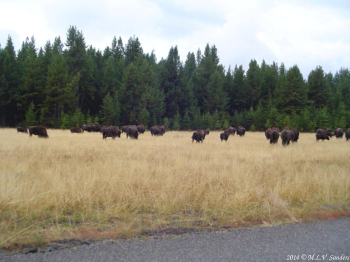 Herd of Bison, Upper Geyser Basin