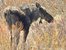 The moose we saw in the willows along Bird Creek. It is scraggly looking.