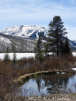 A beaver pond fed by Bird creek.