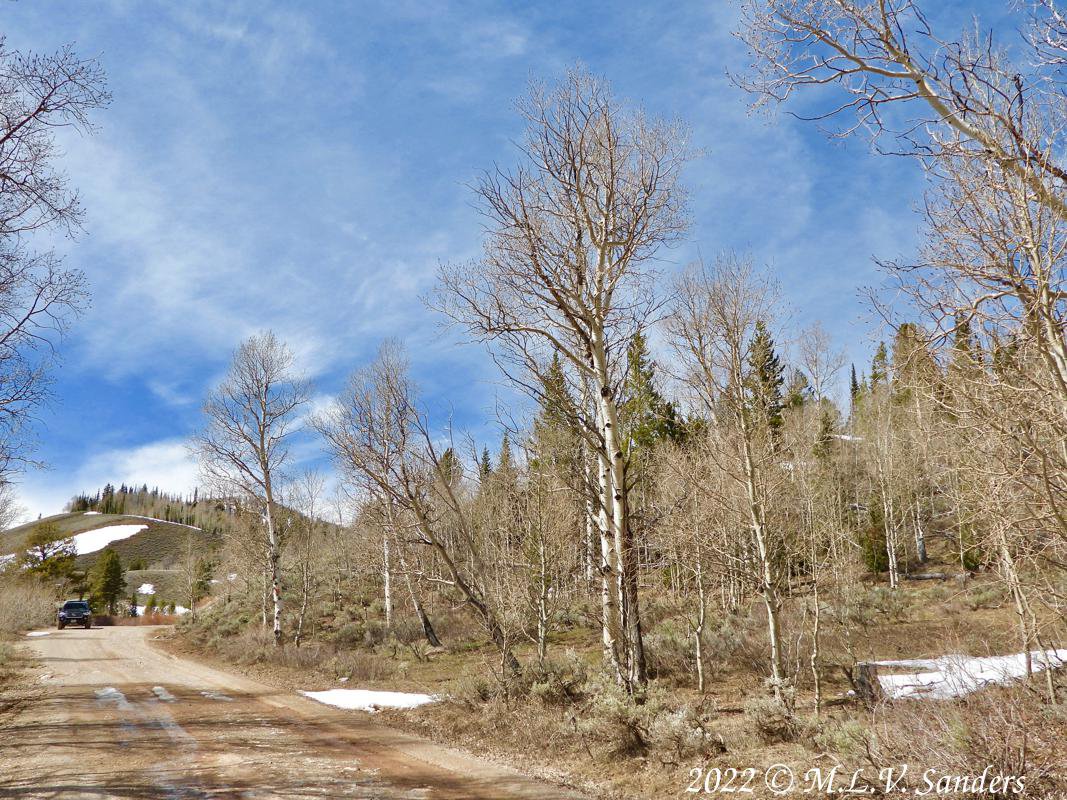 Our truck parked on road FS46. Bird Creek, with its moose viewing opportunities was below the truck to the left.