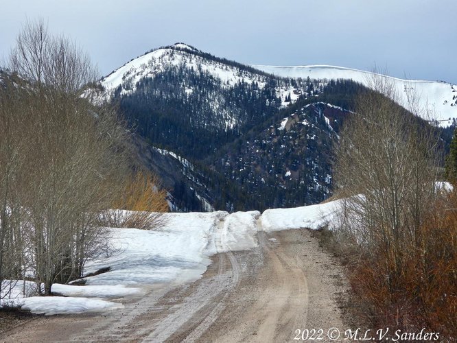 This is where we stopped on Middle Piney Road because of the snow. The moose we encountered ran across the road here.