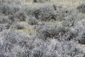 Sage Sparrow near Ross Ridge