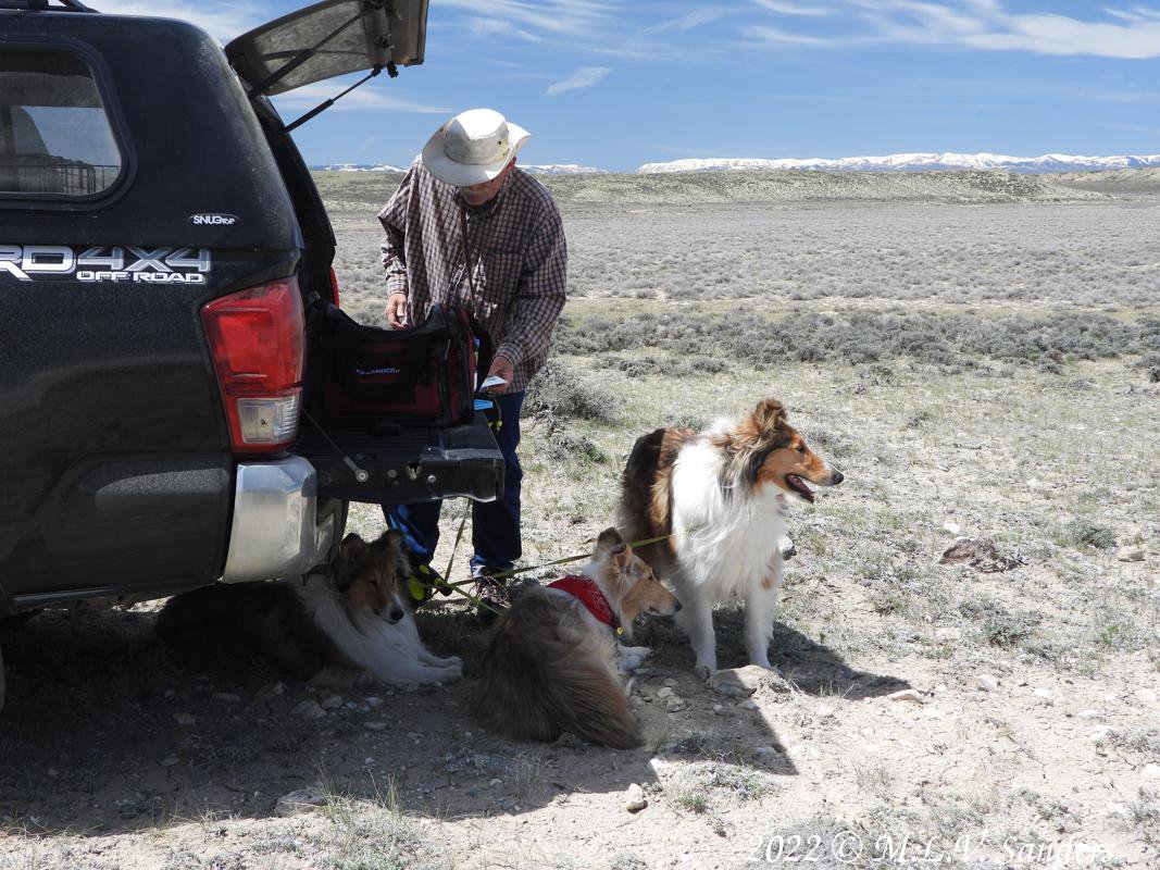 collies near Ross Ridge.