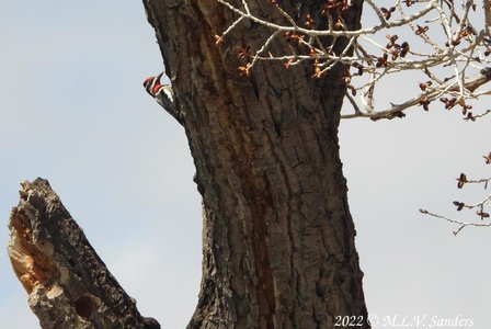 Red-naped Woodpecker