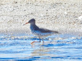 Spotted Sandpiper in the Green River