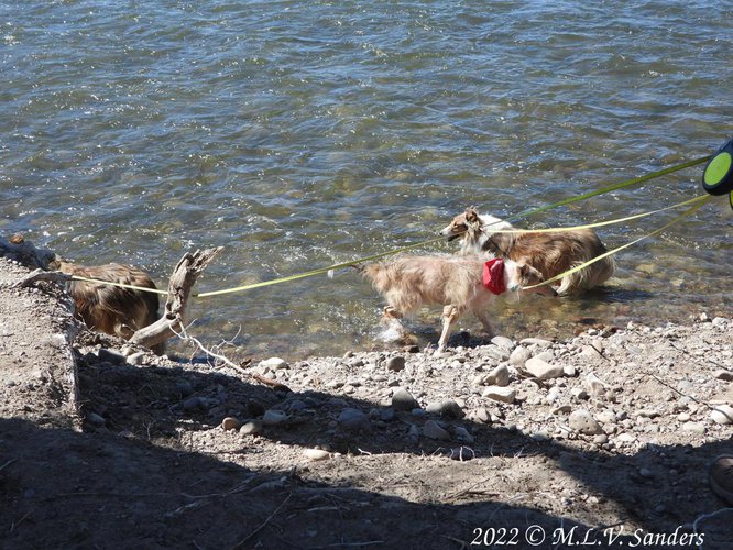 Our collies taking a dip in the Green River.