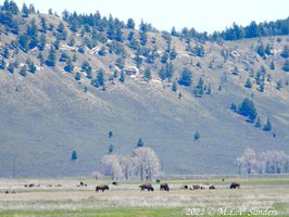 Bison at GTNP