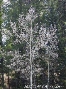 Aspen tree.