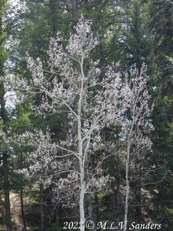 Aspen tree.