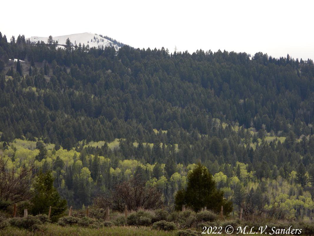 Aspens leafing out in Hoback Canyon