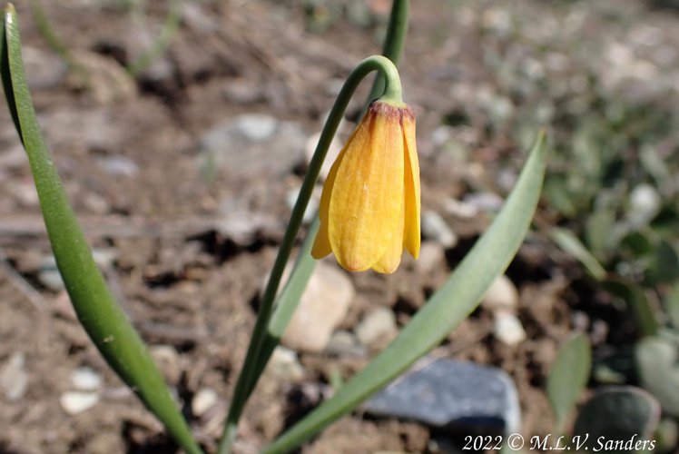 Yellow Bells