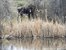 driving into Luke Lynch we surprised a moose resting next to the pond