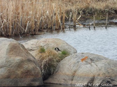 Is this goose on a nest at Luke Lynch?