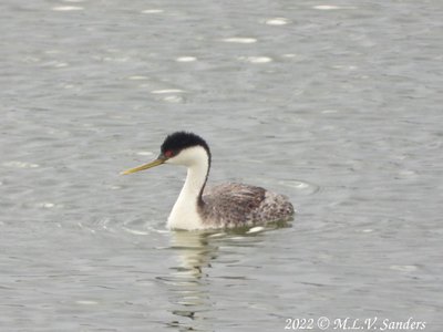 Western Grebe at Luke Lynch