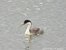 Western Grebe at Luke Lynch