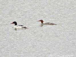 Common Mergansers at Luke Lynch.