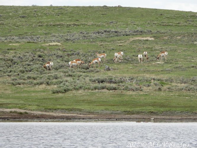 Male pronghorn at Soda Lake