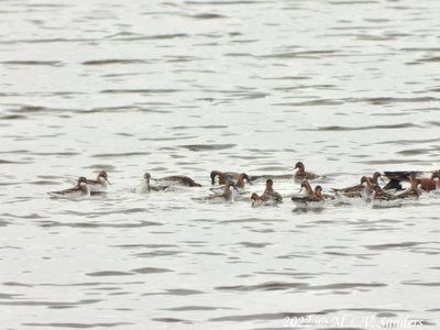 Wilson's Phalaropes packed together on Soda Lake.