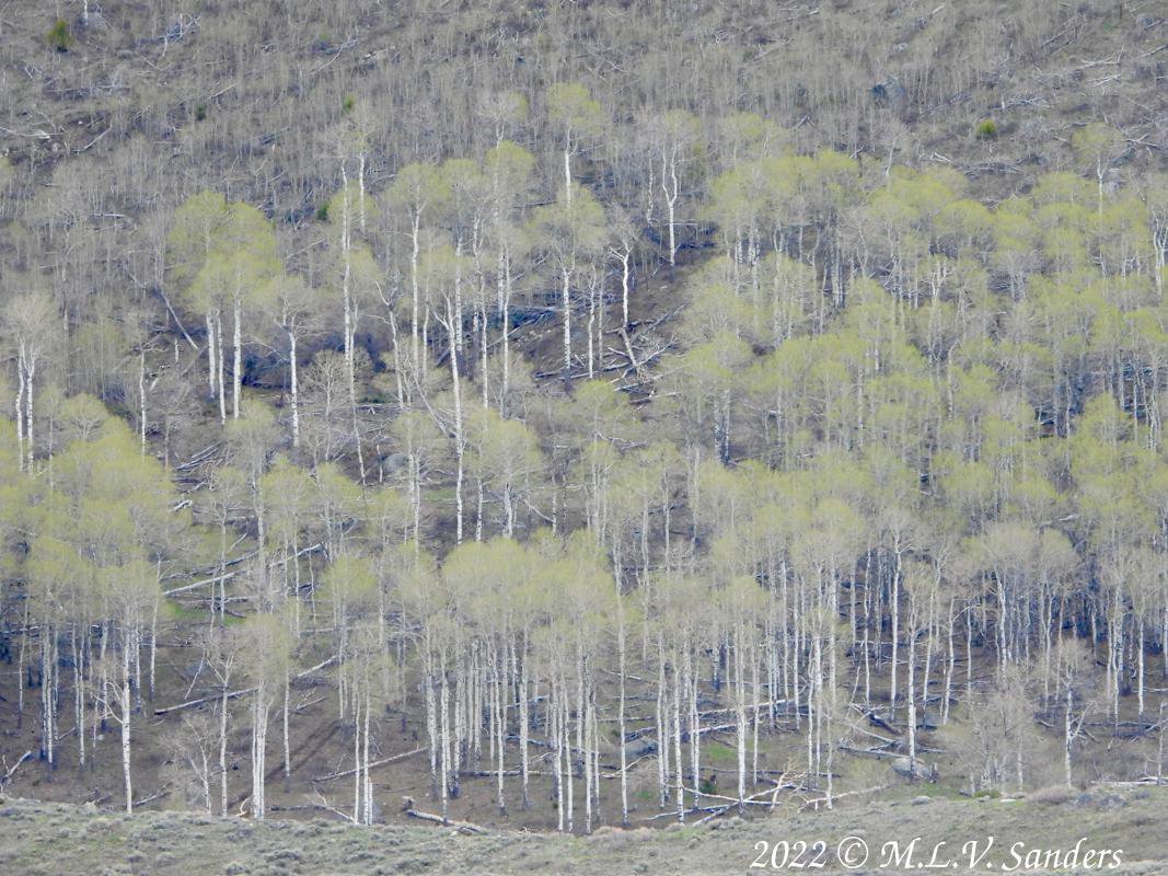 New leaves near Soda Lake.