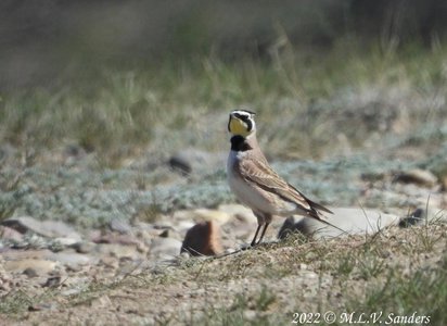 Horned Lark at Stewart Point.