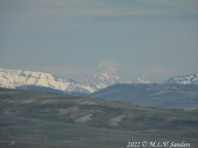 The Grand Teton, bird and cows