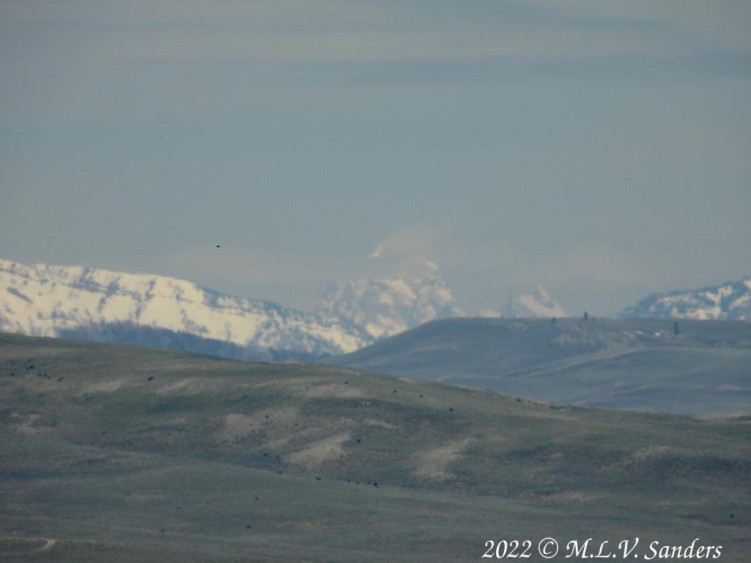 The Grand Teton, bird and cows