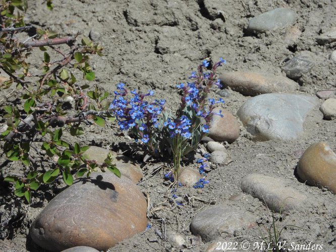 penstemon