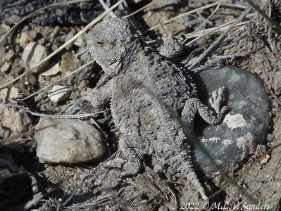 Horny toad