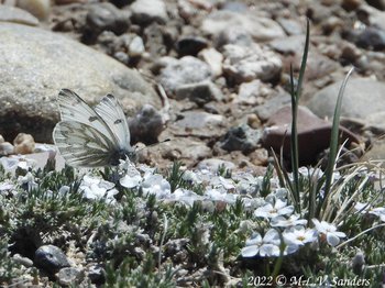 Western White butterfly