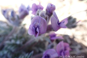 Flowers on Stewart Point.