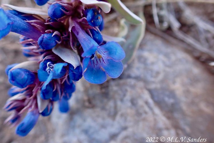 Flowers on Stewart Point.