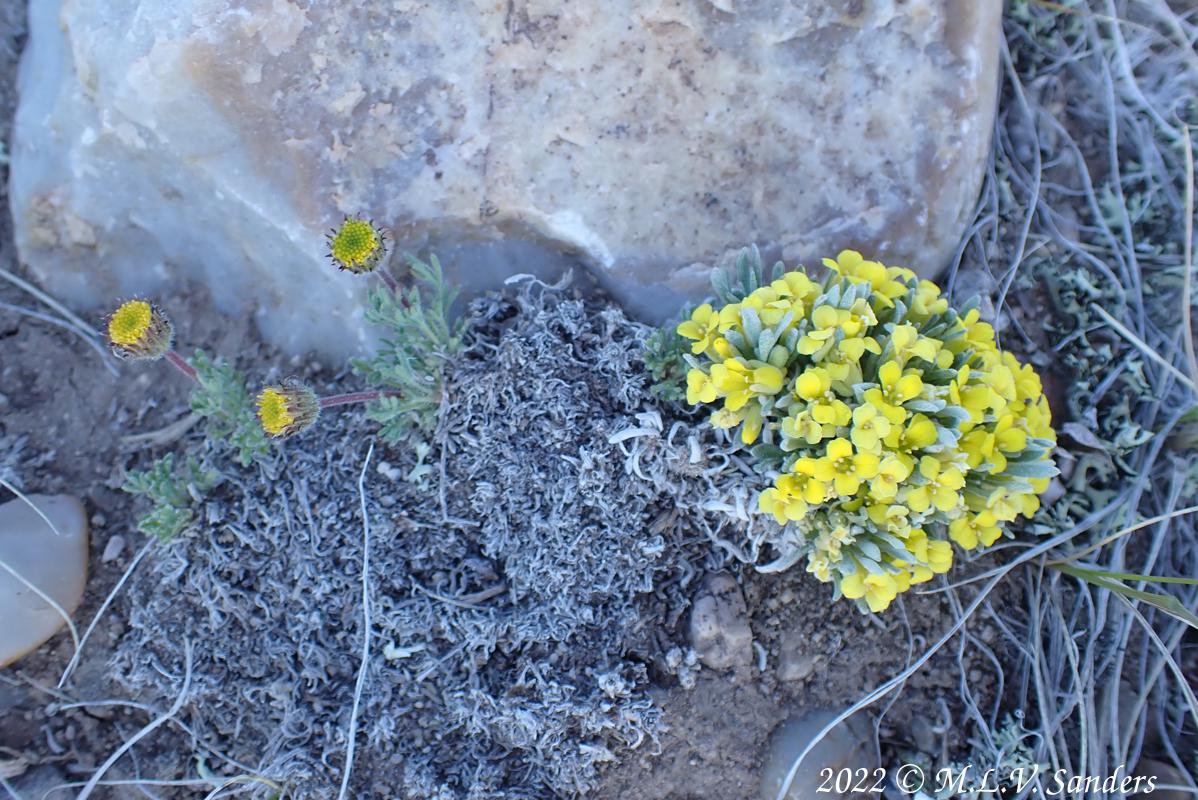 Flowers on Stewart Point.