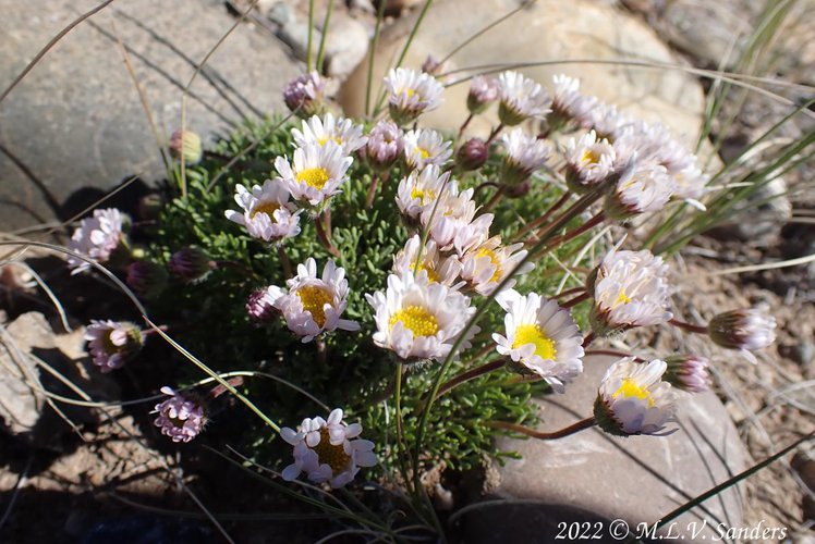 Flowers on Stewart Point.