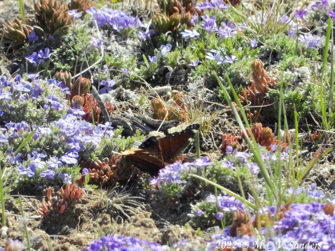 A Mourning Cloak butterfly on purple Phlox