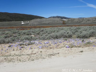 The purple phlox was amazing. Gardens of blooming phlox lined the road.