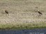 Two more Sandhill Cranes next to the Green River.