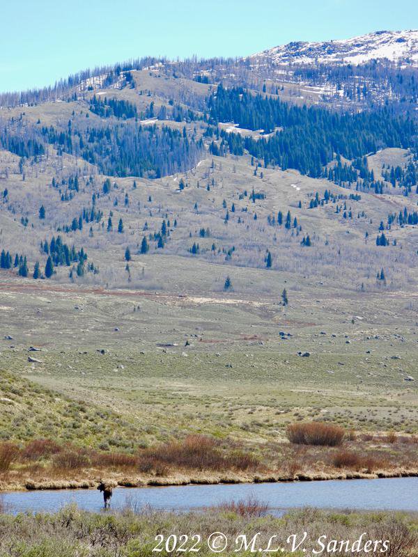 A female moose crossing the Green River.