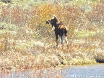 The same moose is up on the far bank of the river.