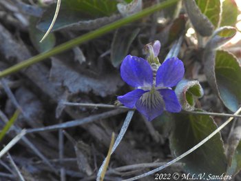 Violet at  Green River Lakes..