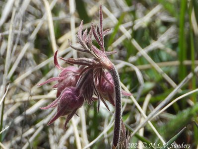 Prairie Smoke at Green River Lakes