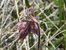 Prairie Smoke at Green River Lakes