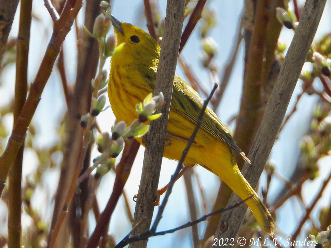 A Yellow Warbler that we saw on the way back.