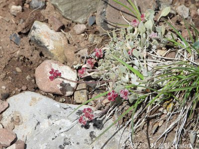 Pussytoes near straight creek, Wyoming Range