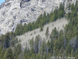 Velvety aspen on the hill side, before they have leaves. Straight Creek, Wyoming Range